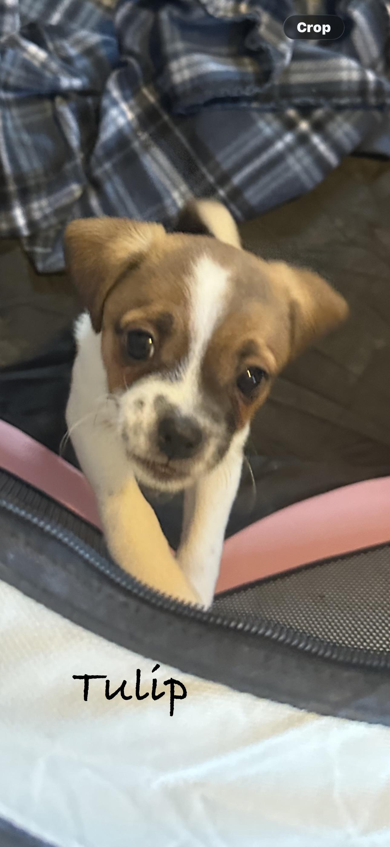 Enlarge Tulip, a ADOPTABLE mixed breed in Las Vegas, NV image 2/2