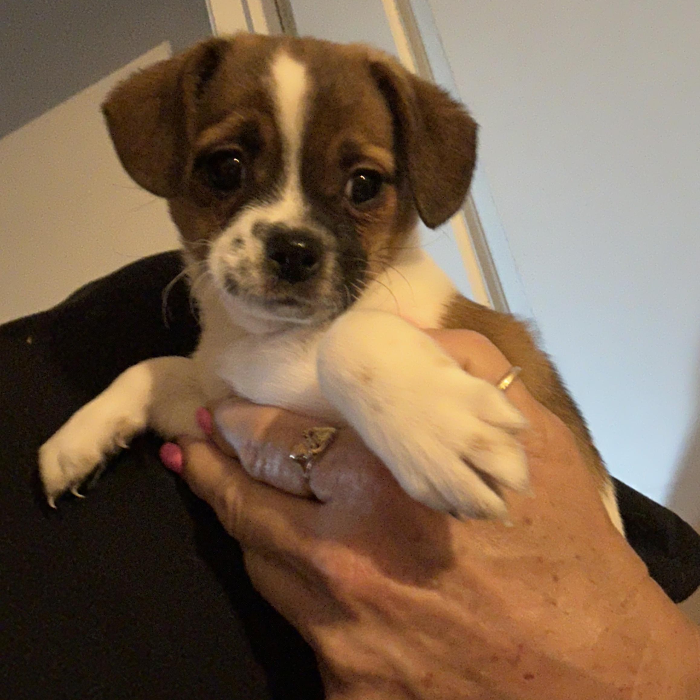 Enlarge Tulip, a ADOPTABLE mixed breed in Las Vegas, NV image 1/2