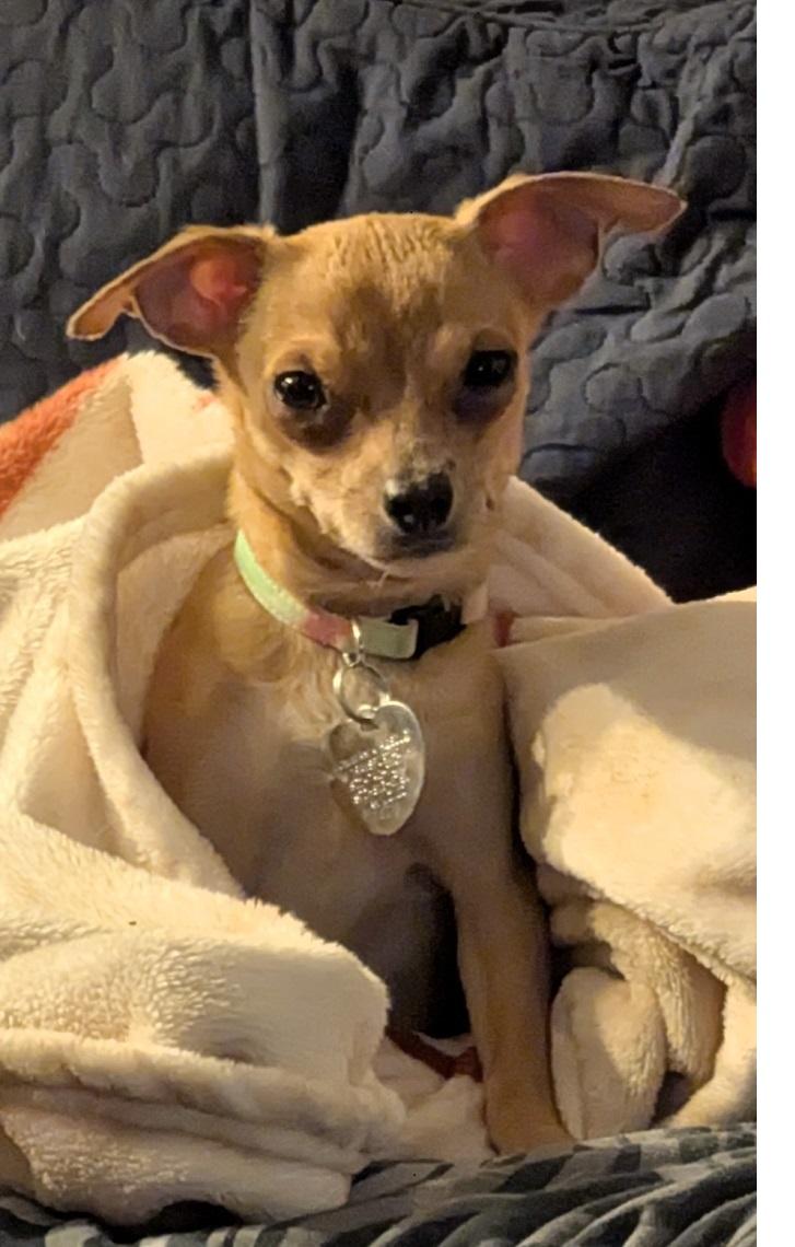 Enlarge Pixie, an adopted mixed breed in Plano, TX image 1/1