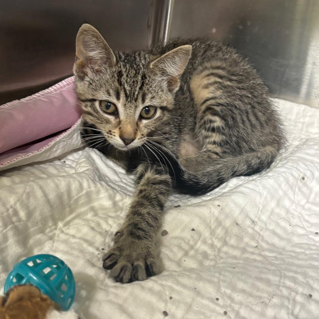 Roz, Adoptable, Kitten Female Domestic Short Hair.