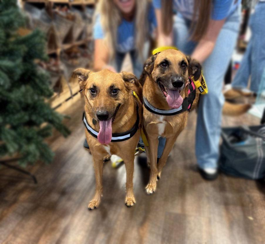 Enlarge Thelma, a Adoptable mixed breed in Milton, GA image 2/5