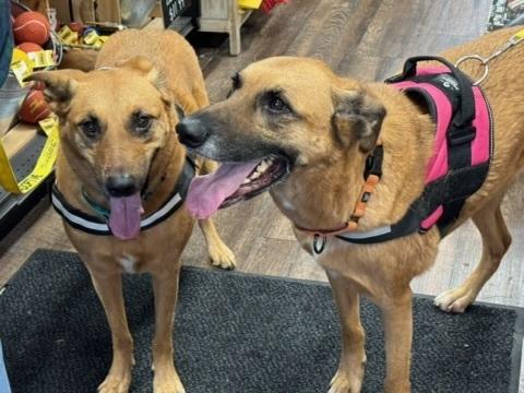 Enlarge Thelma, a Adoptable mixed breed in Milton, GA image 3/5