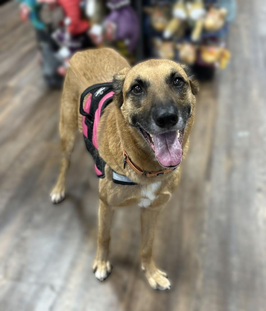 Enlarge Thelma, a Adoptable mixed breed in Milton, GA image 1/5