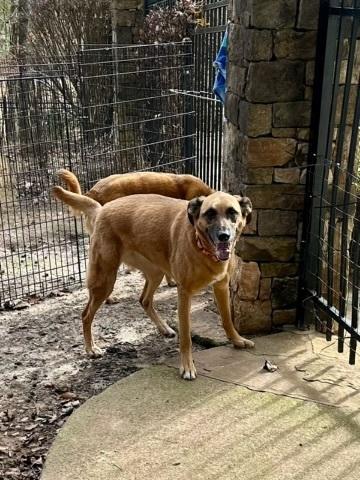 Thelma, Adoptable, Adult Female Shepherd & Shepherd.