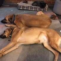 Enlarge Thelma, a Adoptable mixed breed in Milton, GA image 2/6