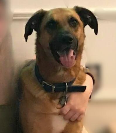 Enlarge Thelma, a Adoptable mixed breed in Milton, GA image 3/6