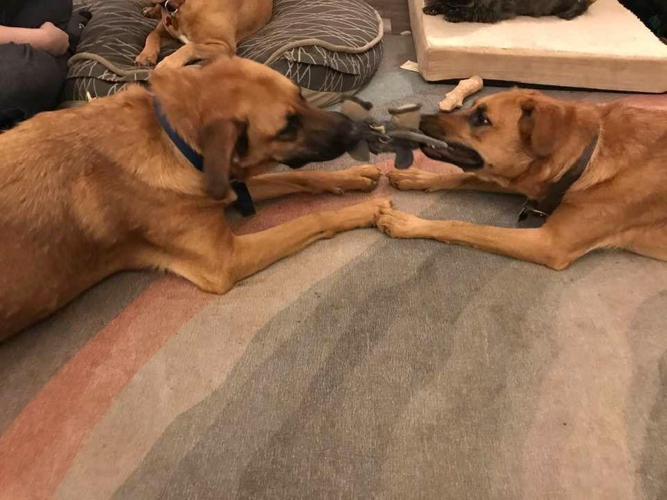 Enlarge Thelma, a Adoptable mixed breed in Milton, GA image 4/6