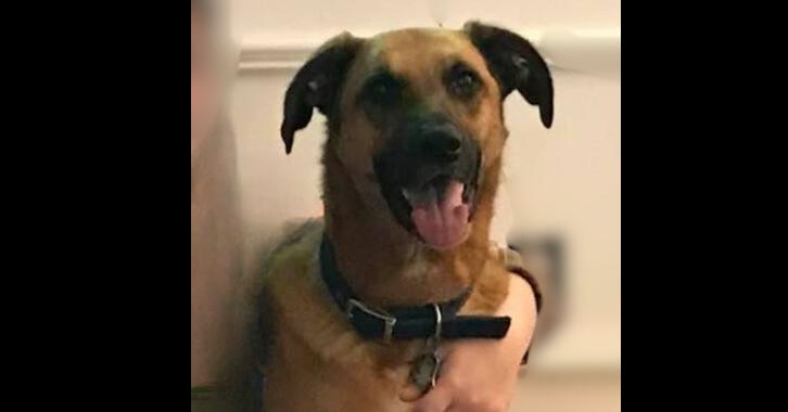 Enlarge Thelma, a Adoptable mixed breed in Milton, GA image 5/5