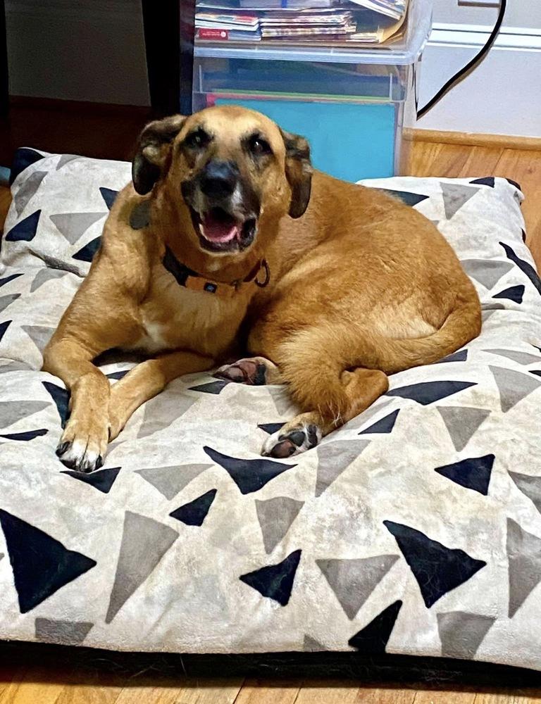 Enlarge Thelma, a Adoptable mixed breed in Milton, GA image 2/5