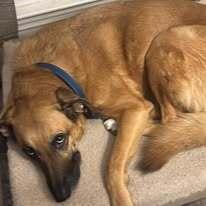 Enlarge Thelma, a Adoptable mixed breed in Milton, GA image 5/6