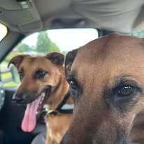 Enlarge Thelma, a Adoptable mixed breed in Milton, GA image 6/6