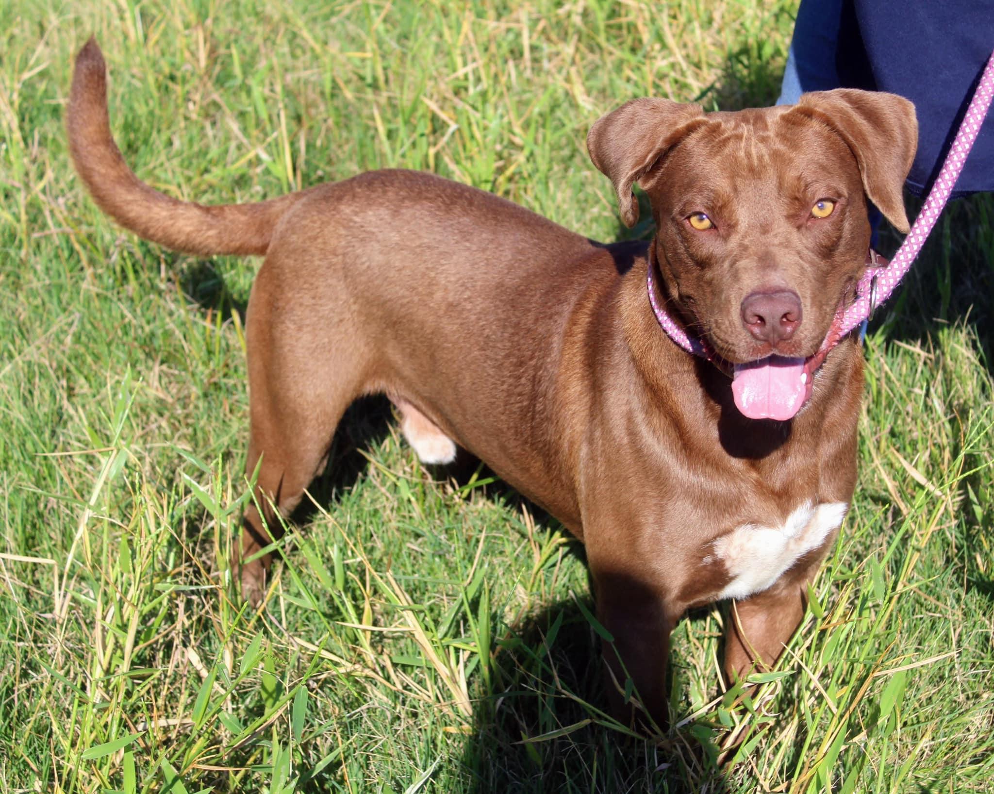 Enlarge Butterball, a Adoptable mixed breed image 1/1