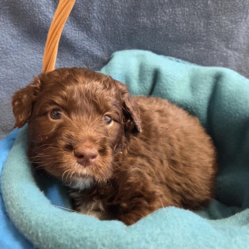 Pepsi Cola, adopted, Puppy Male Poodle & Husky.