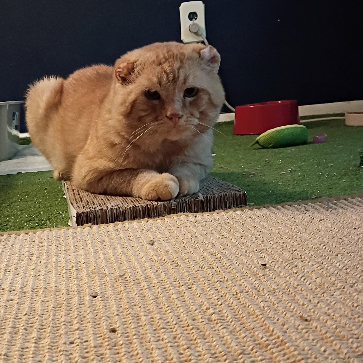 Enlarge Morris, a Adoptable Tabby in Independence, OH image 1/4