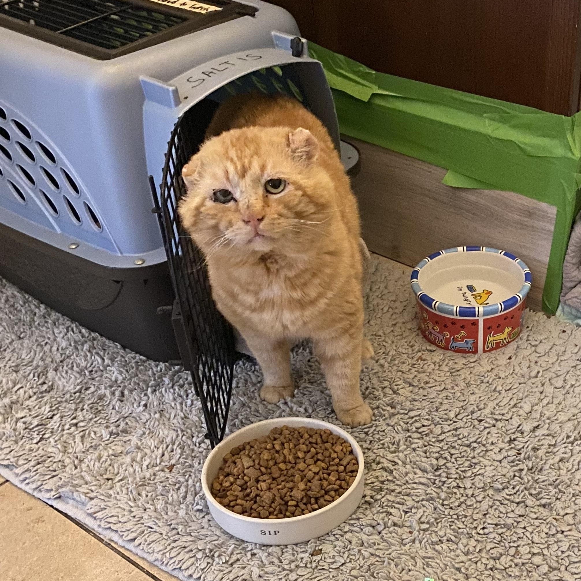 Enlarge Morris, a Adoptable Tabby in Independence, OH image 2/4