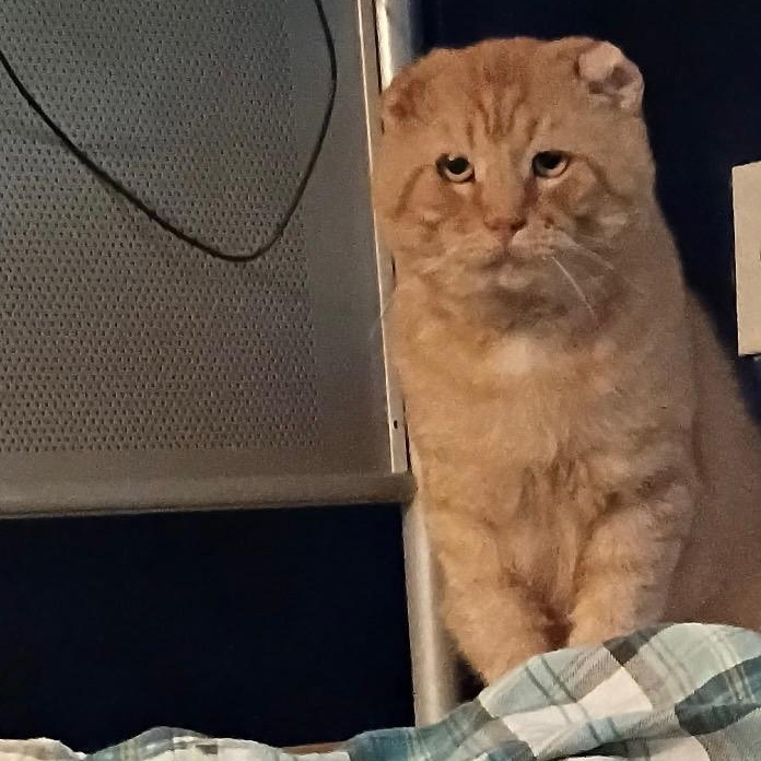 Enlarge Morris, a Adoptable Tabby in Independence, OH image 3/4