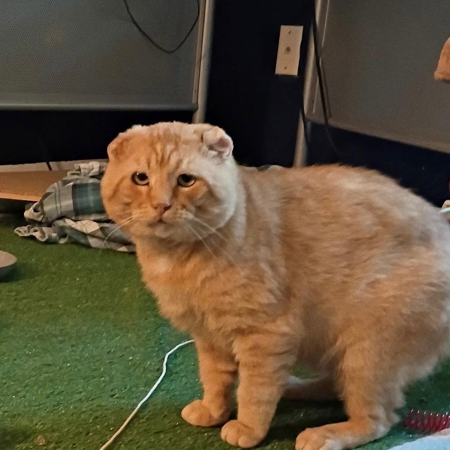 Enlarge Morris, a Adoptable Tabby in Independence, OH image 4/4