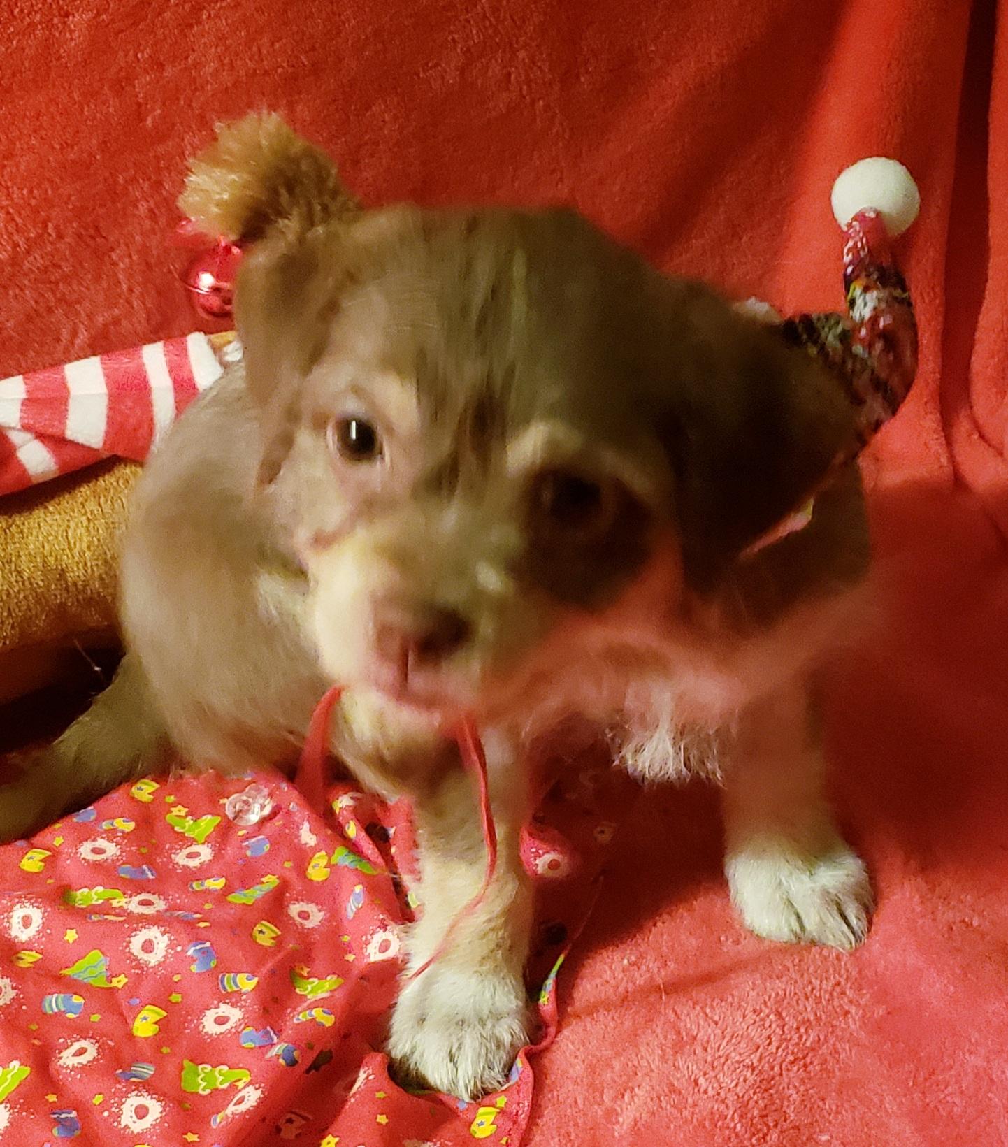 Cherie, ADOPTABLE, Puppy Female Shih Tzu & Chihuahua.