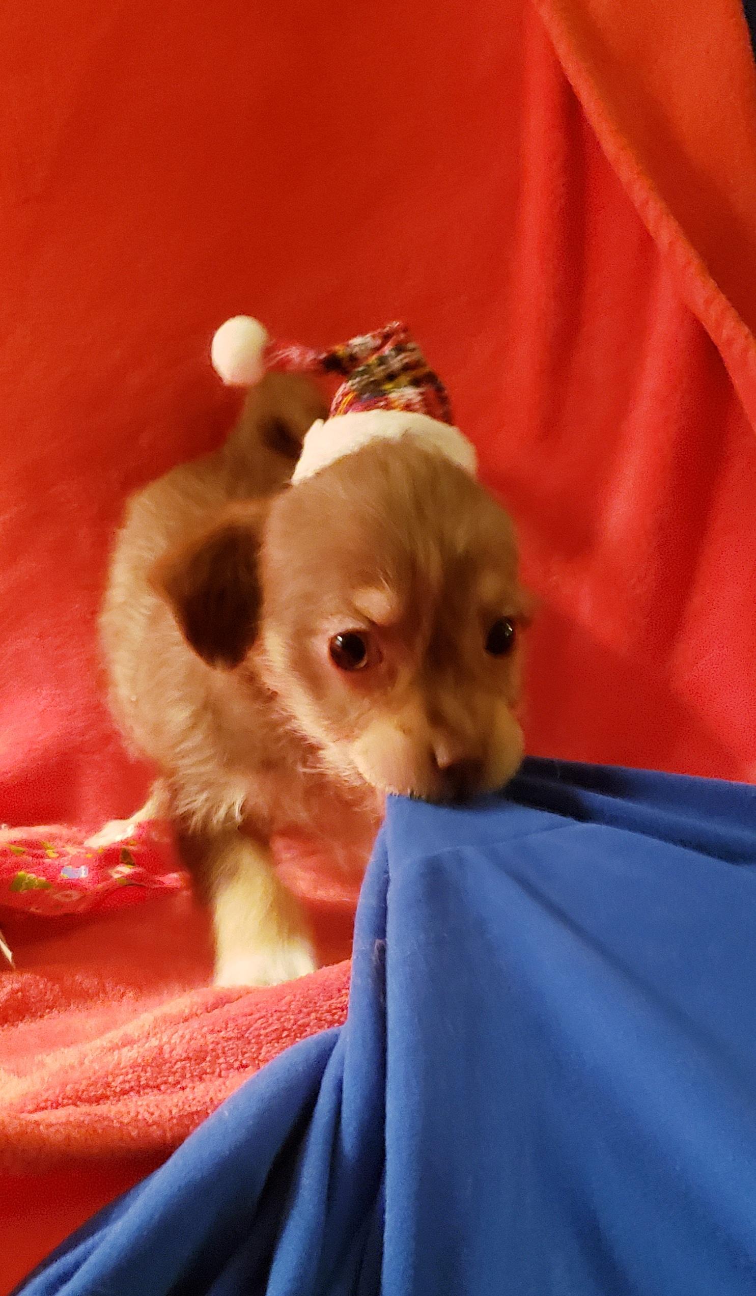 Enlarge Cherie, a ADOPTABLE mixed breed in Detroit, MI image 2/4