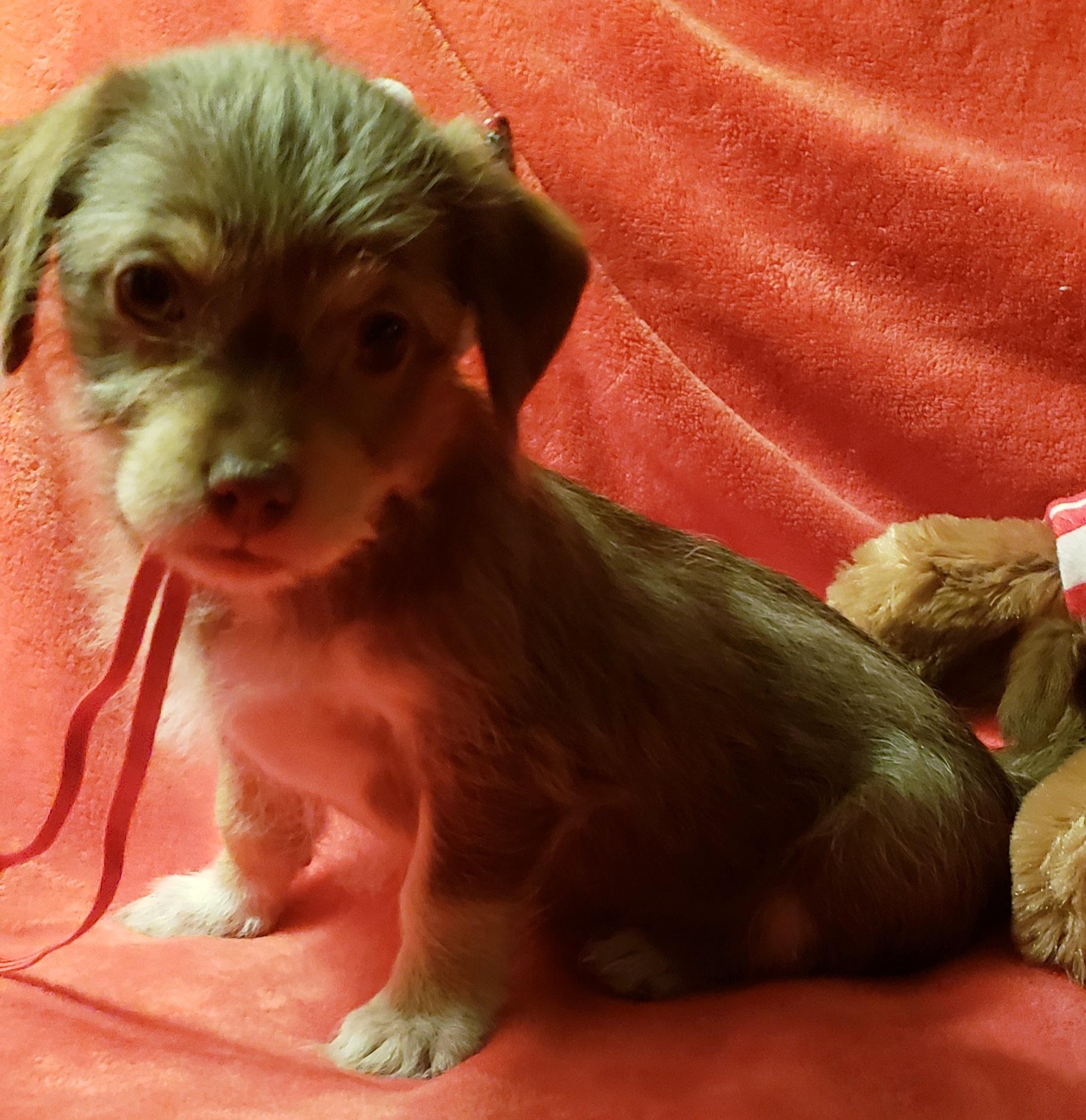 Enlarge Cherie, a ADOPTABLE mixed breed in Detroit, MI image 3/4