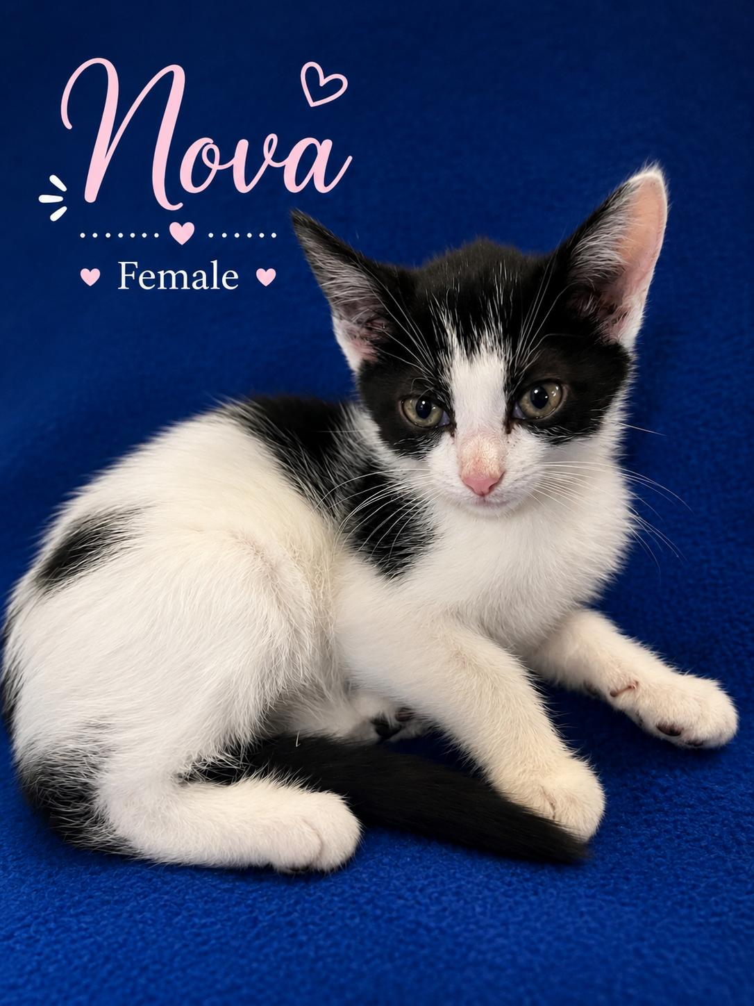 Nova, Adoptable, Kitten Female Domestic Short Hair.