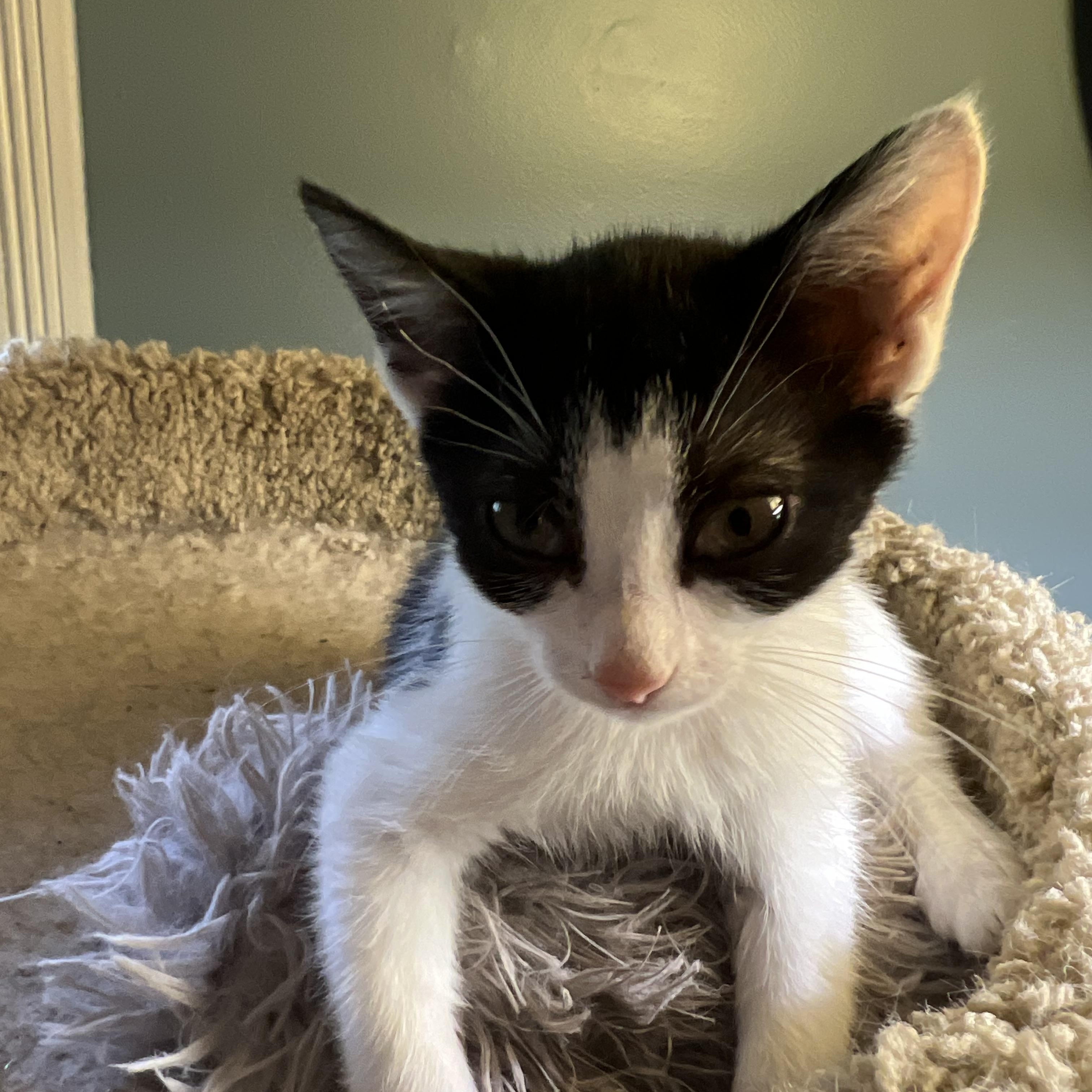 Enlarge Nova, a Adoptable Domestic Short Hair in Johnson City, TN image 3/5