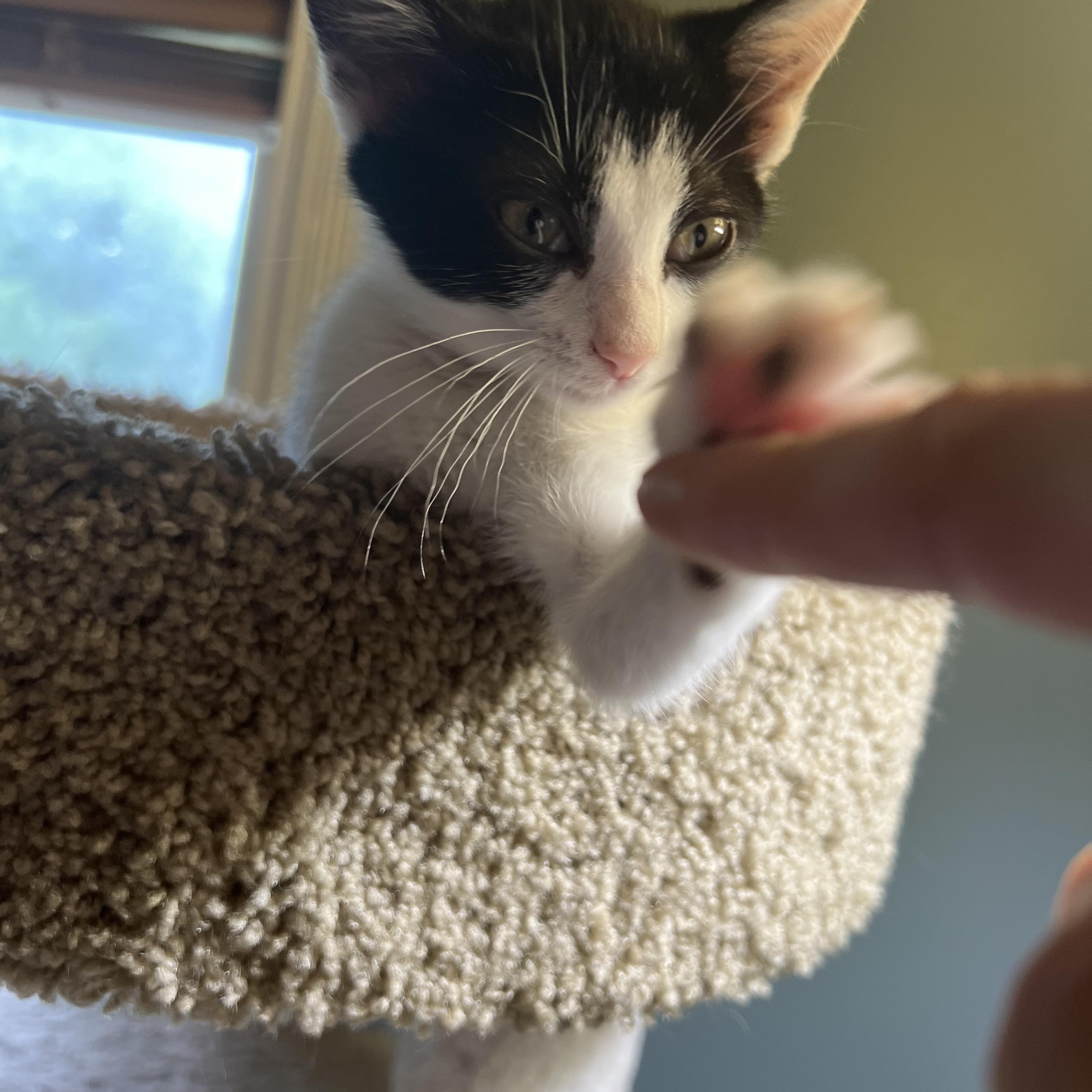Enlarge Nova, a Adoptable Domestic Short Hair in Johnson City, TN image 5/5