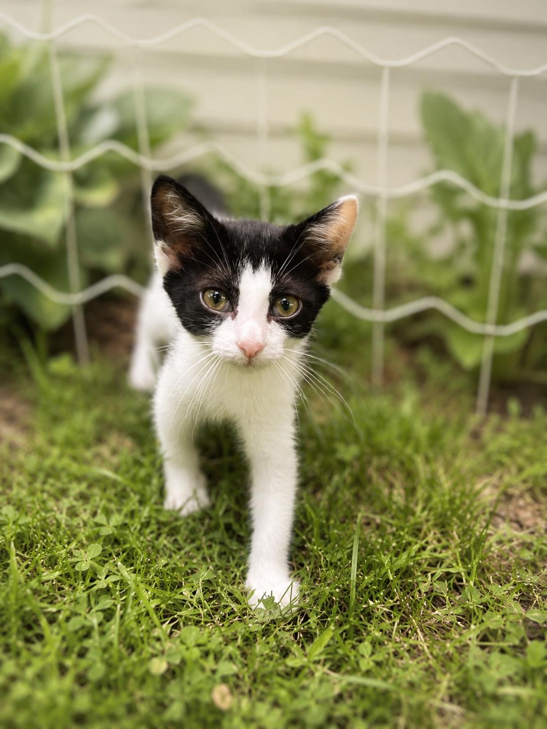 Nova, Adoptable, Kitten Female Domestic Short Hair.