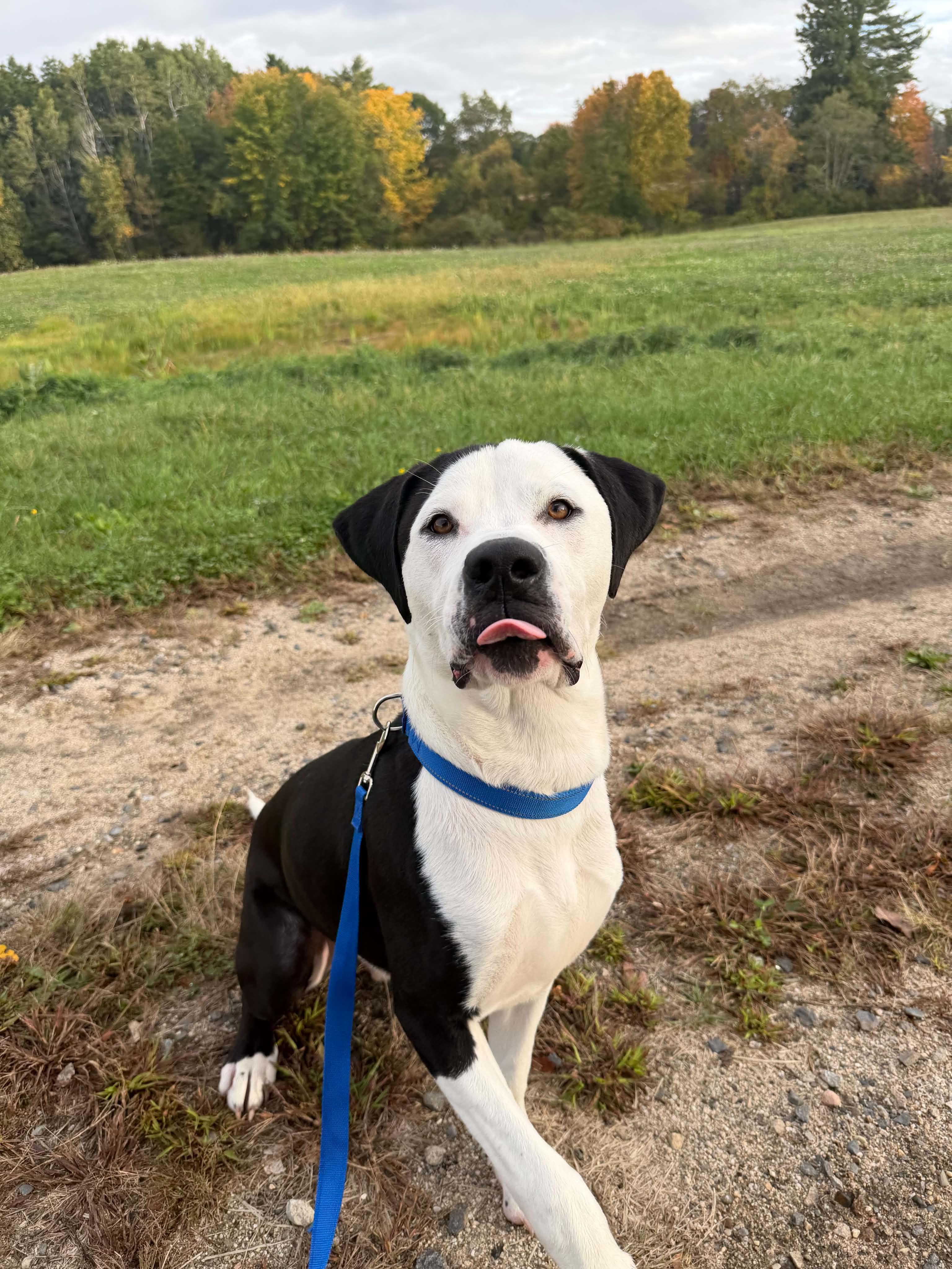 Enlarge Ghostie, a Adoptable mixed breed in Kennebunk , ME image 2/6