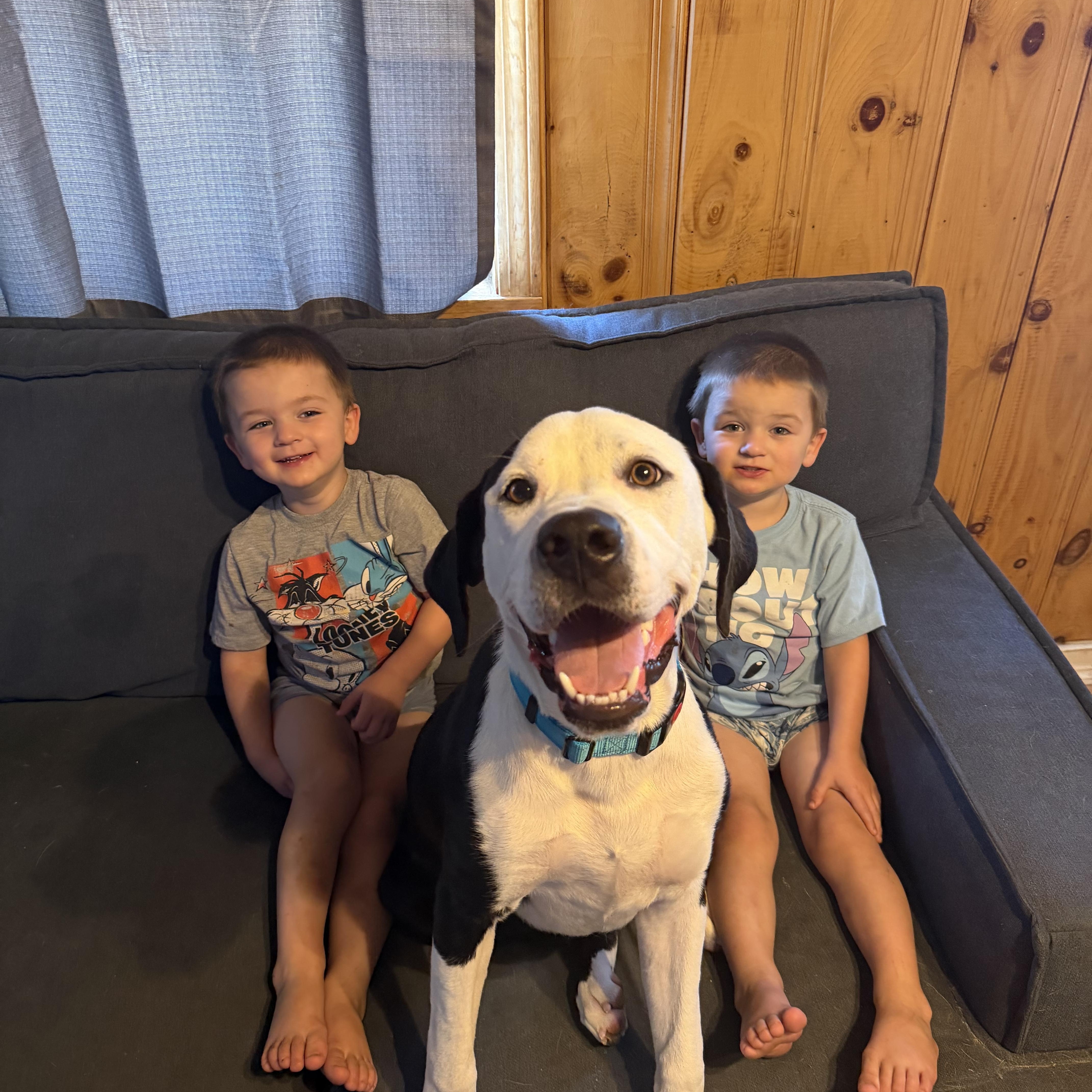 Ghostie, a ADOPTABLE mixed breed in Kennebunk , ME image 2/6