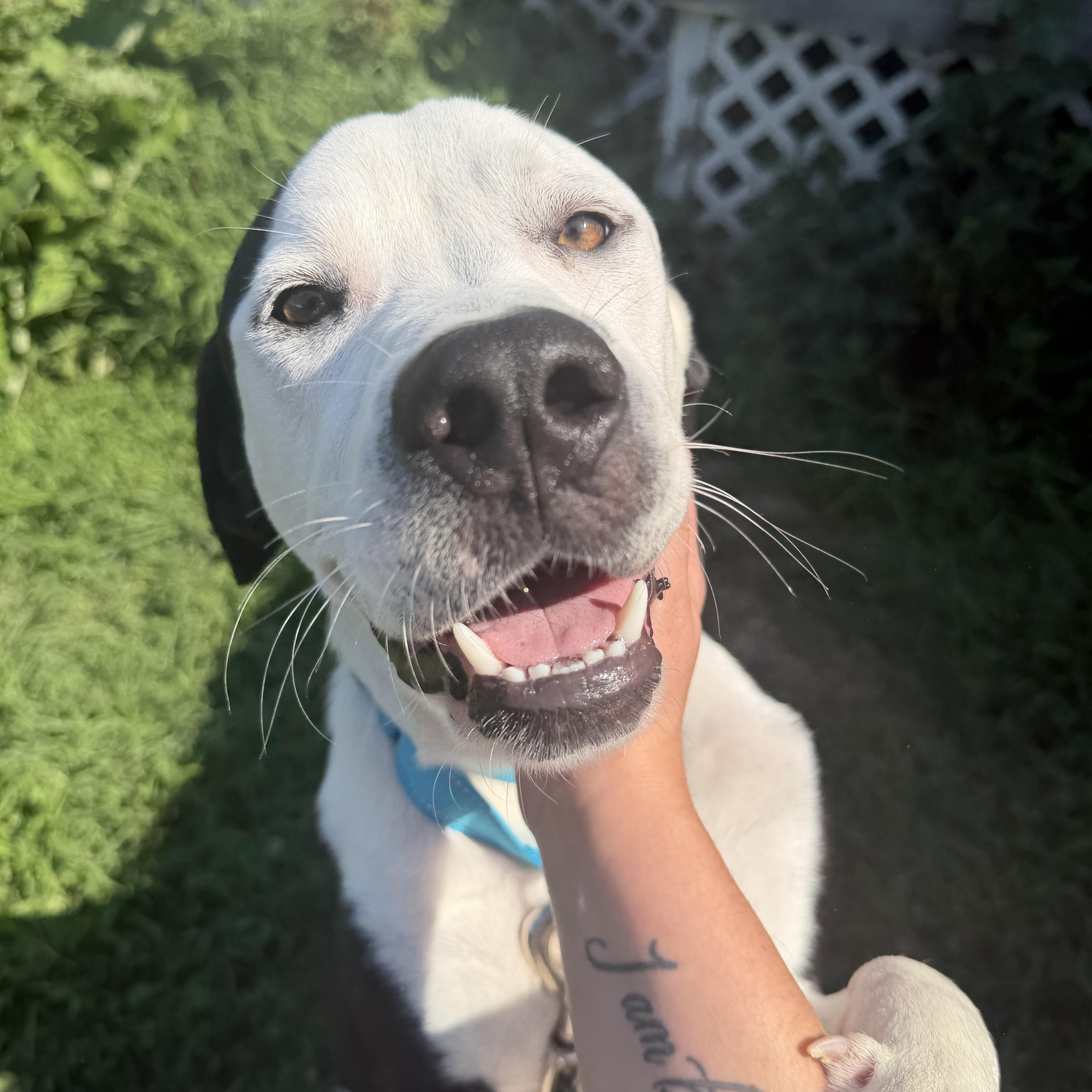 Ghostie, a ADOPTABLE mixed breed in Kennebunk , ME image 5/6