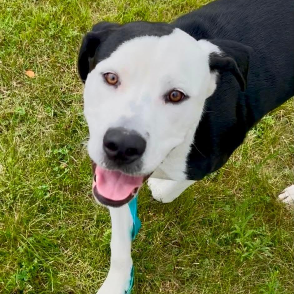 Ghostie, a ADOPTABLE mixed breed in Kennebunk , ME image 3/6