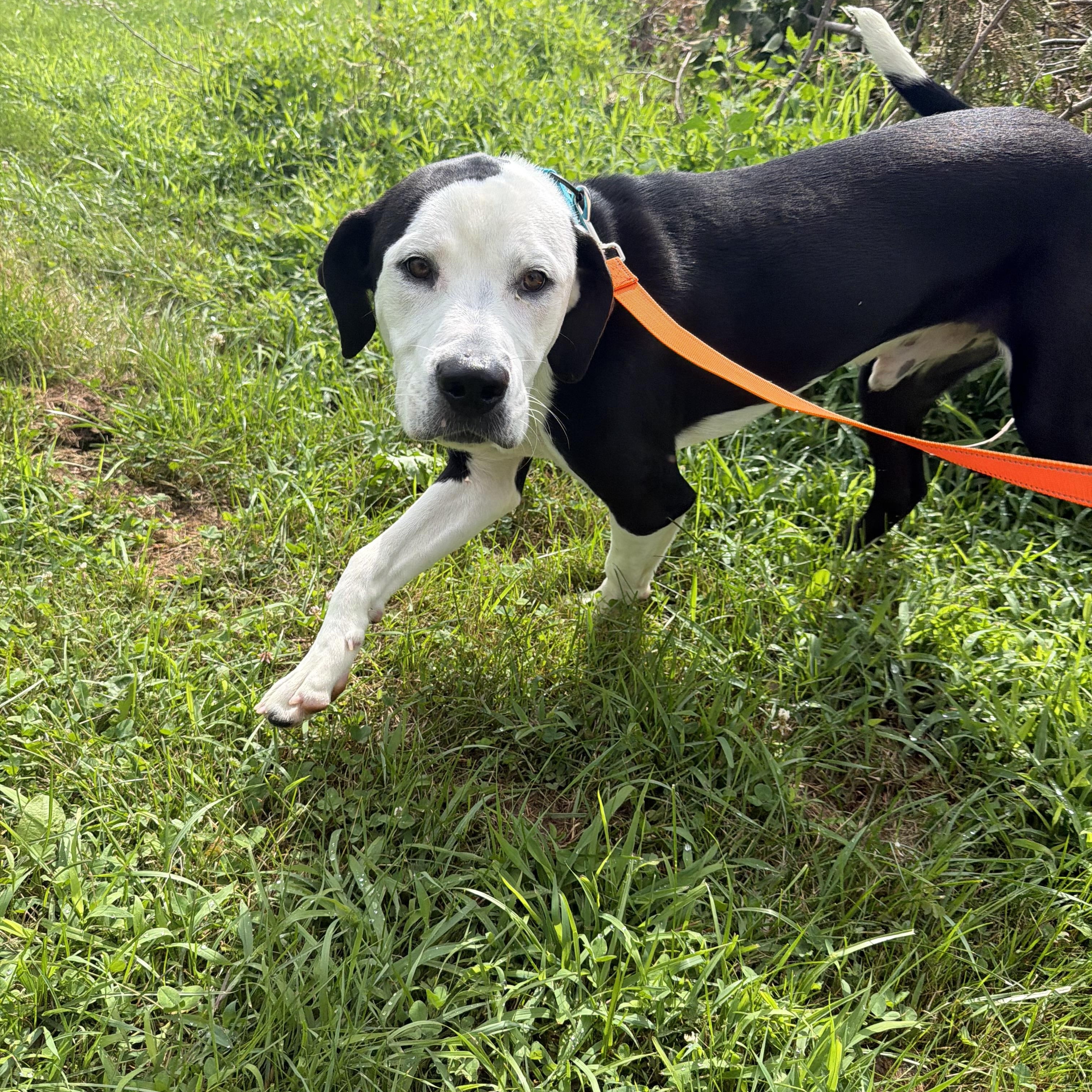 Ghostie, a ADOPTABLE mixed breed in Kennebunk , ME image 4/6