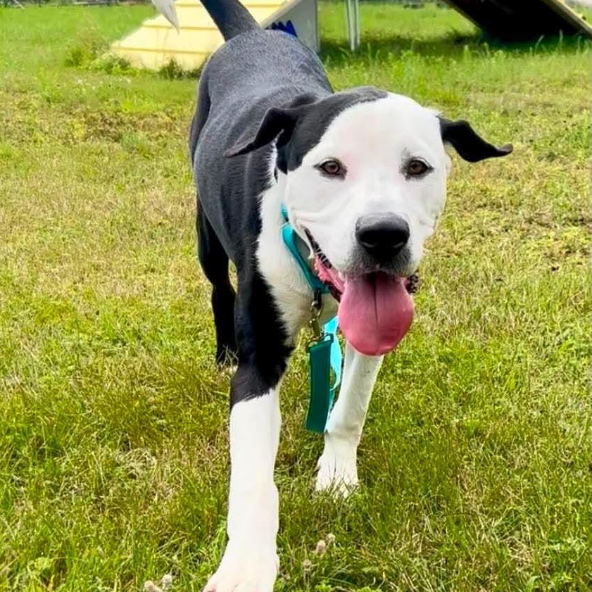 Ghostie, ADOPTABLE, Young Male Pit Bull Terrier.