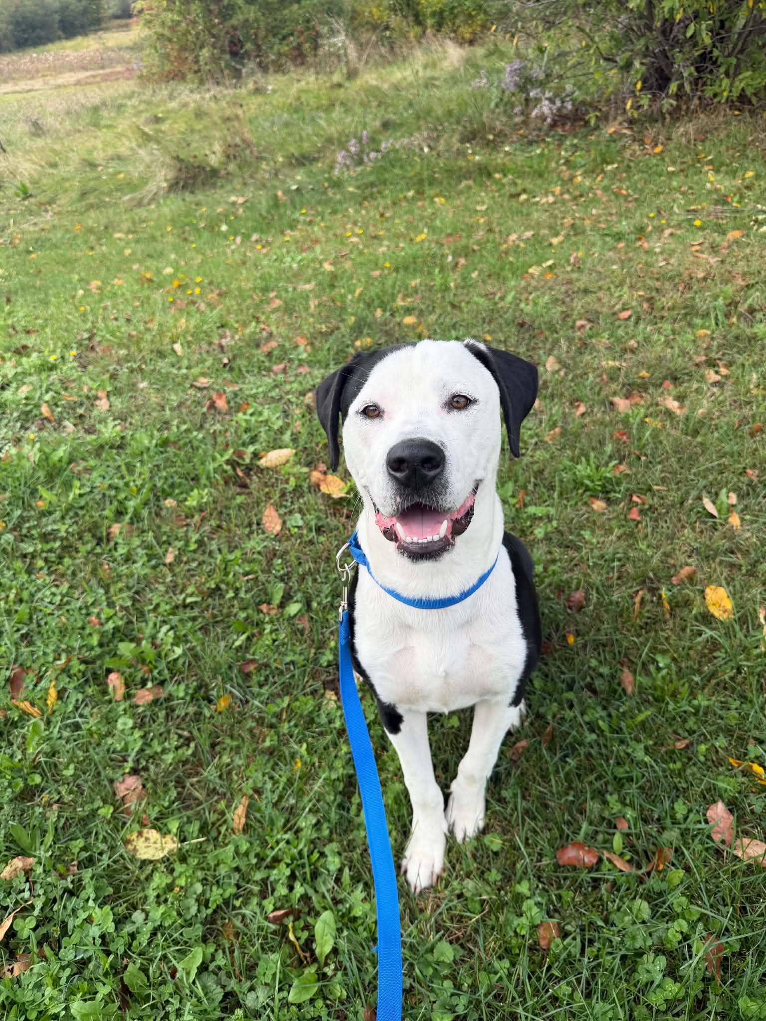 Ghostie, Adoptable, Young Male Labrador Retriever & Pit Bull Terrier.