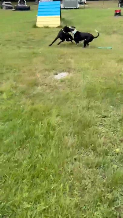 Enlarge Ghostie, a ADOPTABLE mixed breed in Kennebunk , ME video 6/6
