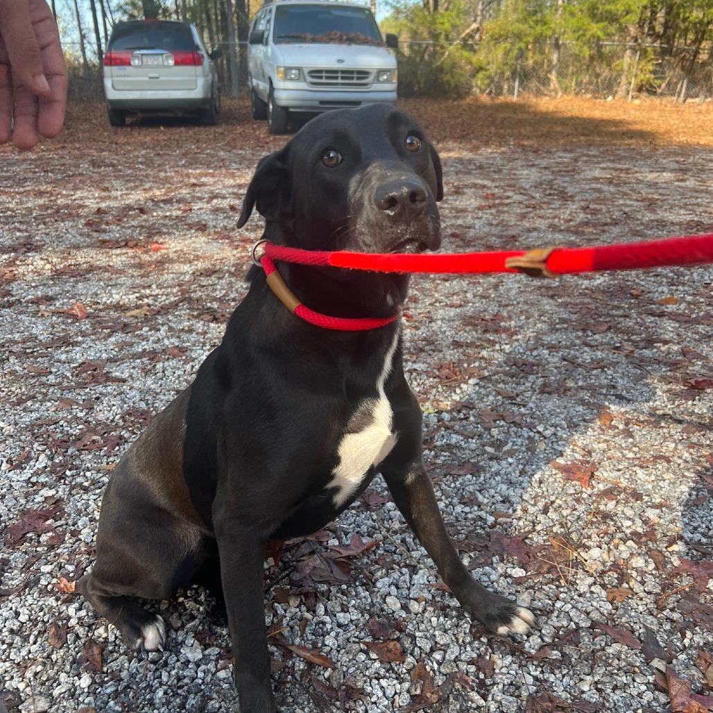 Yams, Adoptable, Young Female Black Labrador Retriever & Mixed Breed.