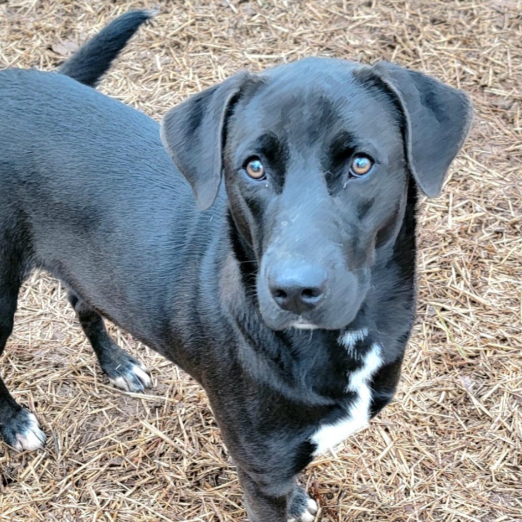Enlarge Yams, a Adoptable mixed breed in Valley, AL image 2/6
