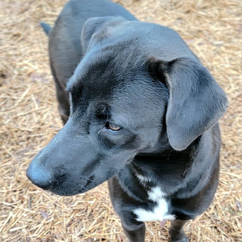 Enlarge Yams, a Adoptable mixed breed in Valley, AL image 3/6