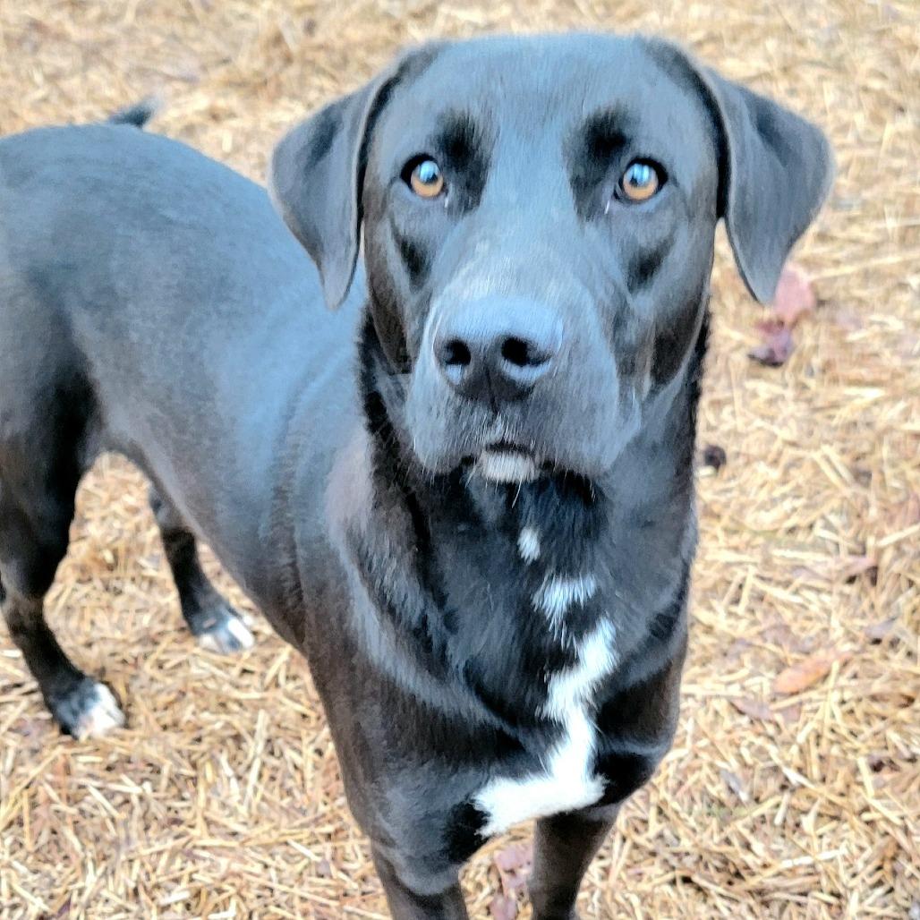 Enlarge Yams, a Adoptable mixed breed in Valley, AL image 4/6