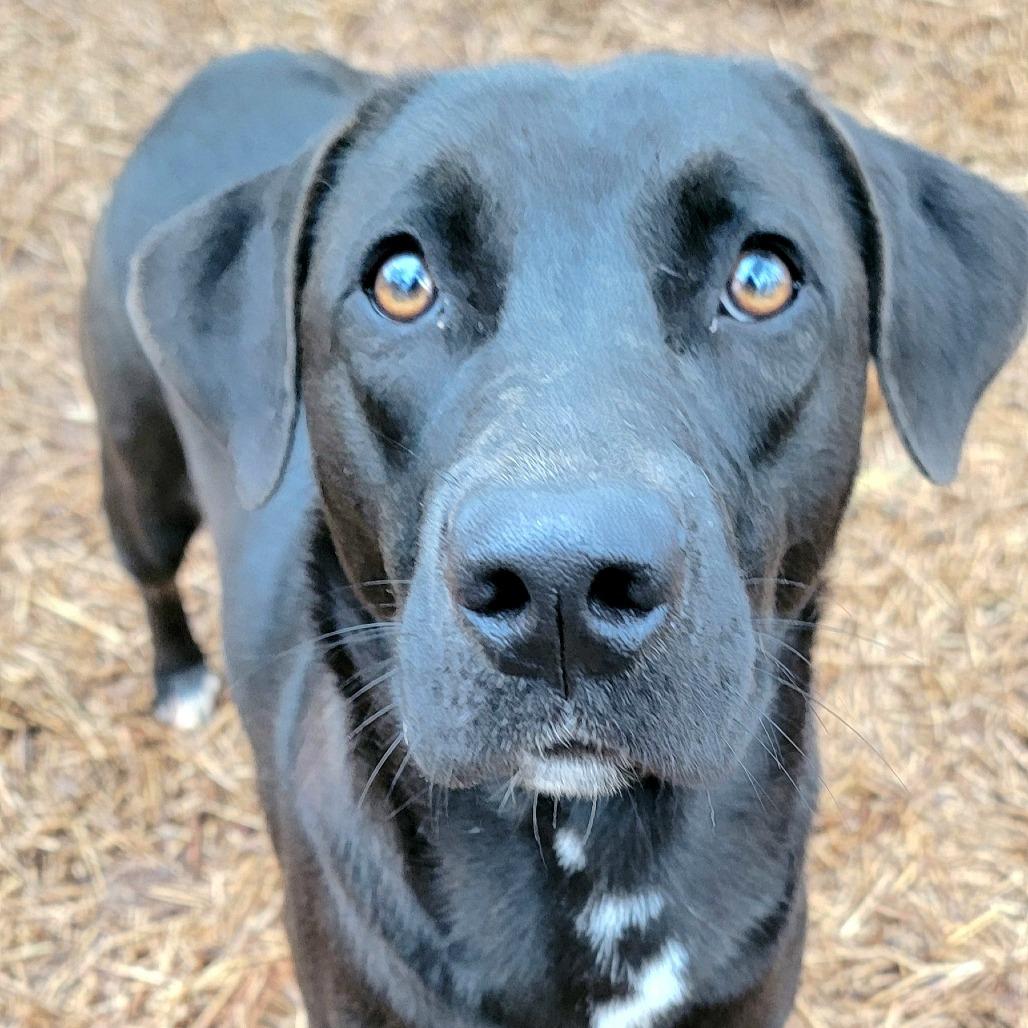 Enlarge Yams, a Adoptable mixed breed in Valley, AL image 5/6