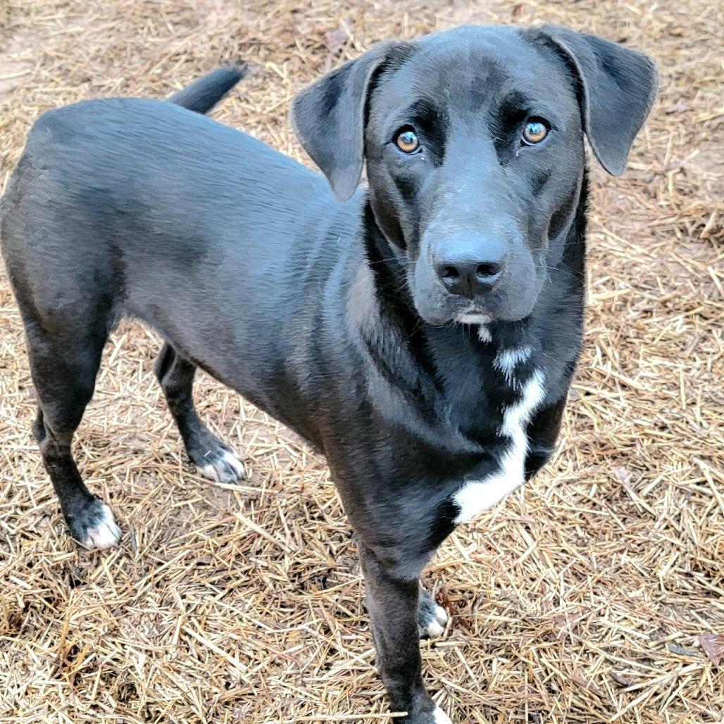 Enlarge Yams, a Adoptable mixed breed in Valley, AL image 6/6