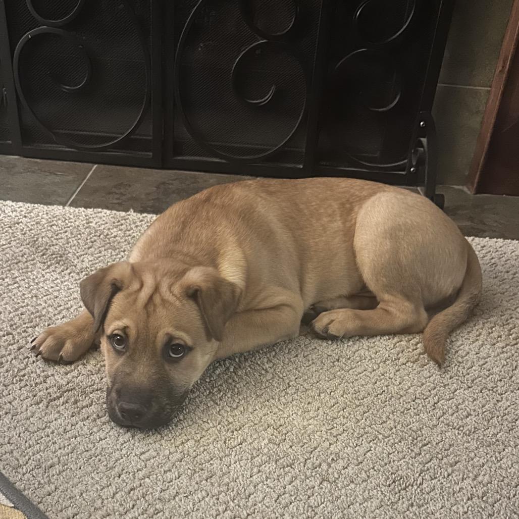 Enlarge Joker, a Adoptable mixed breed in Crystal, MN image 1/5