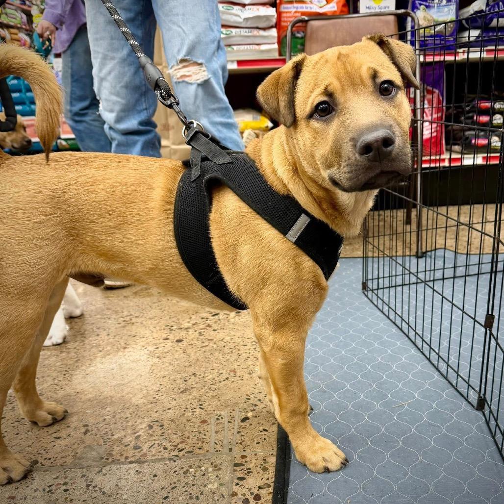 Enlarge Joker, a Adoptable mixed breed in Crystal, MN image 2/5