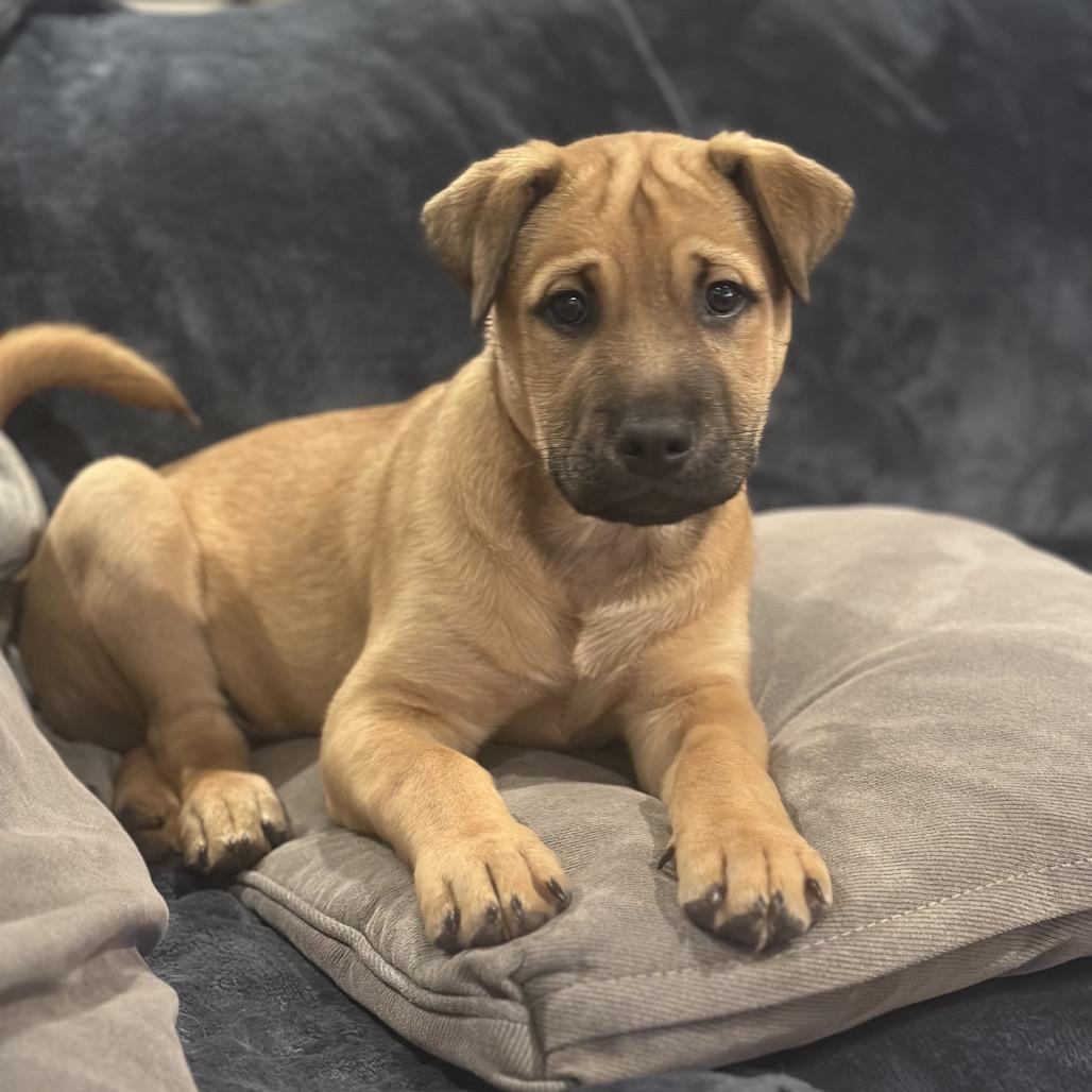 Enlarge Joker, a Adoptable mixed breed in Crystal, MN image 2/5