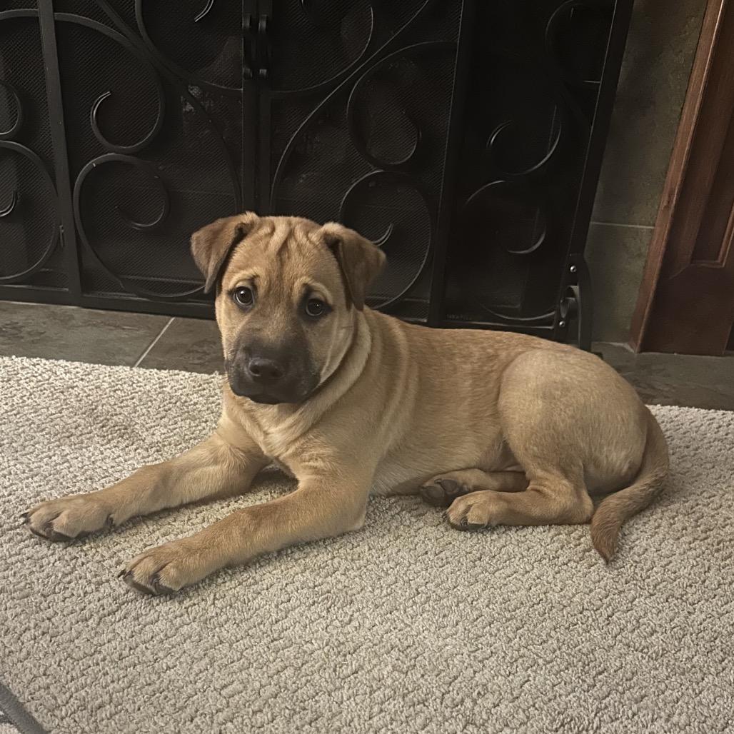 Enlarge Joker, a Adoptable mixed breed in Crystal, MN image 3/5