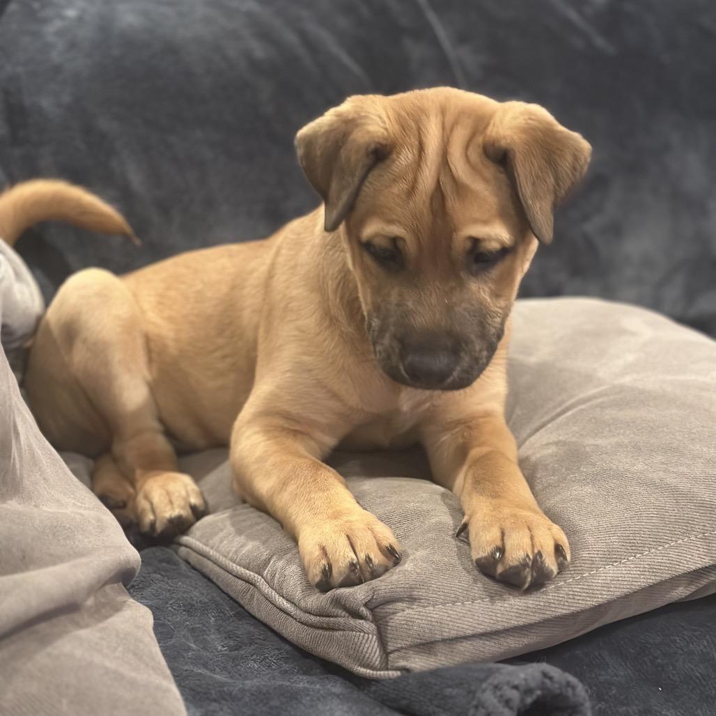 Enlarge Joker, a Adoptable mixed breed in Crystal, MN image 4/5