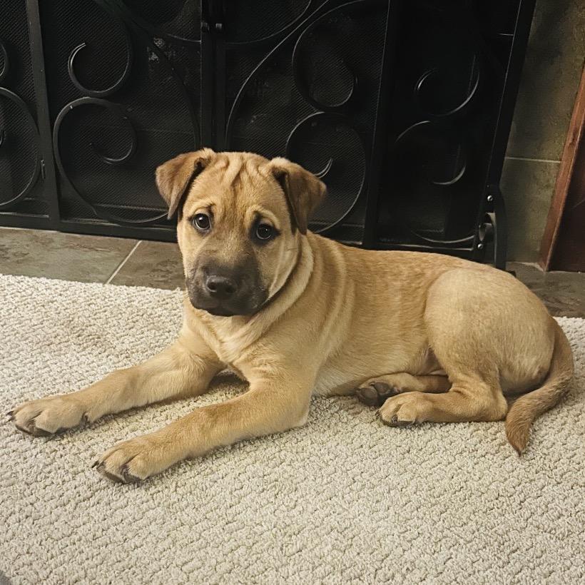 Enlarge Joker, a Adoptable mixed breed in Crystal, MN image 3/5