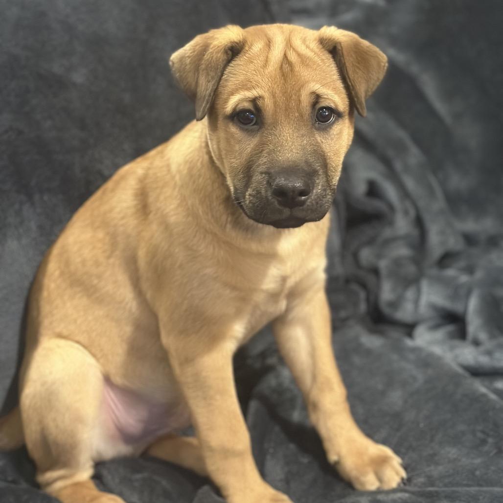 Enlarge Joker, a Adoptable mixed breed in Crystal, MN image 5/5