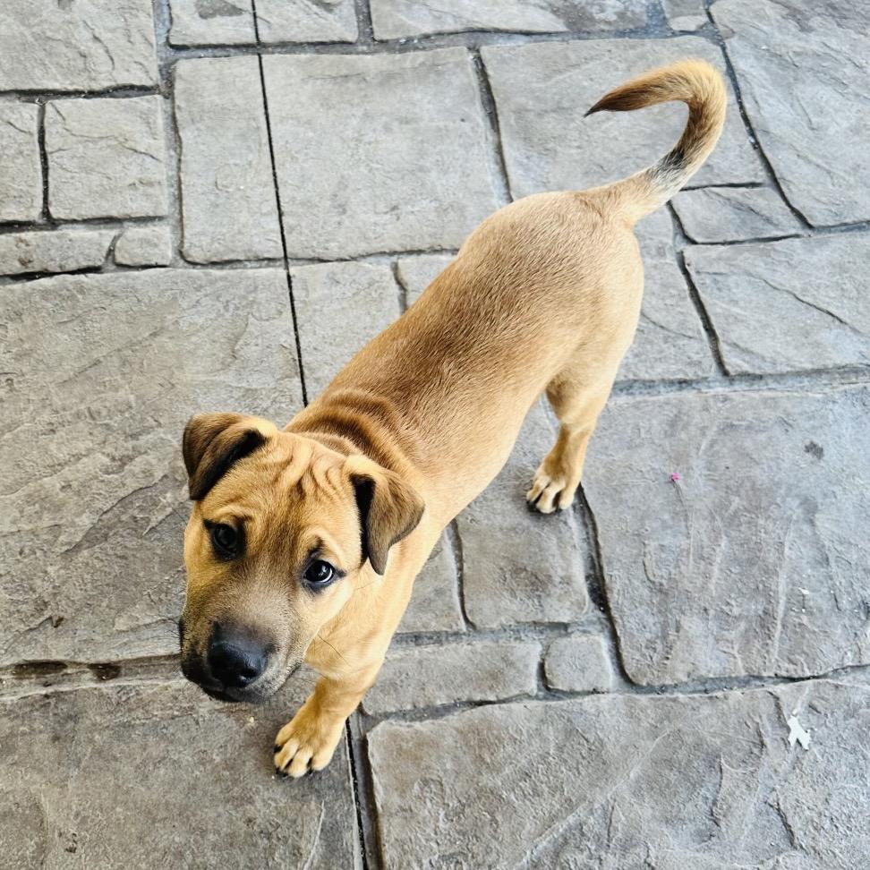 Enlarge Joker, a Adoptable mixed breed in Crystal, MN image 5/5